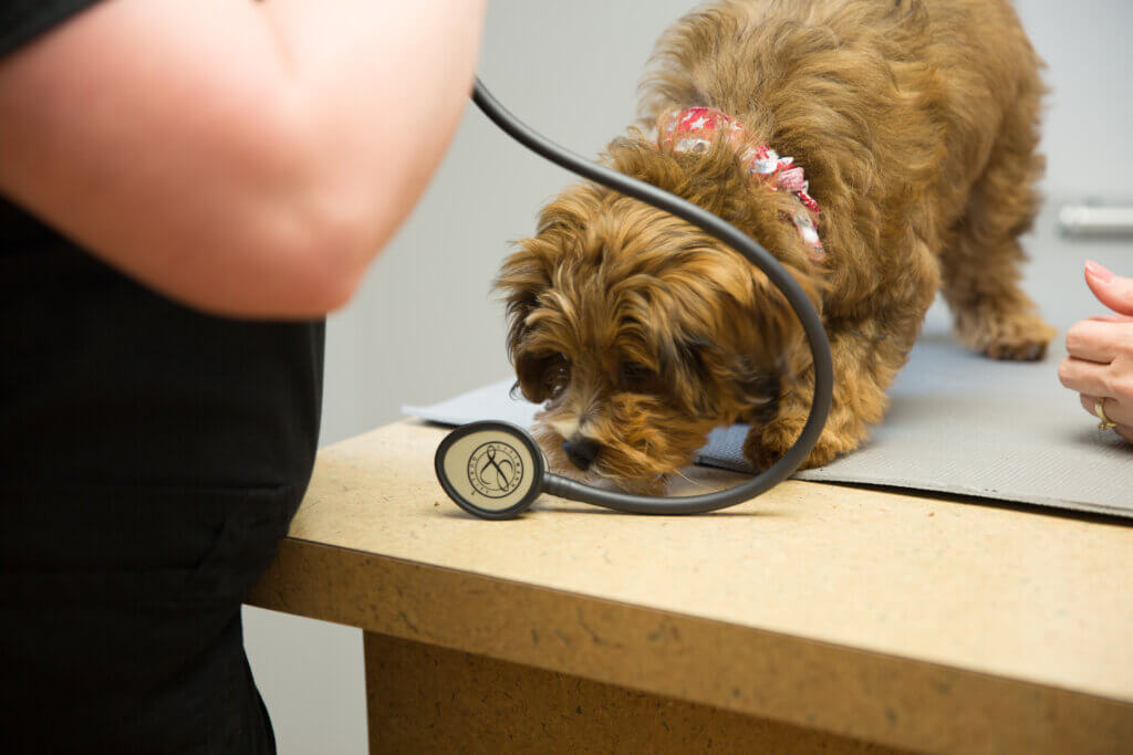 Pet Hospital Care - Ahwatukee Animal Care Hospital Building