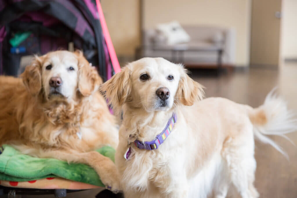 Preventative Pet Care - Ahwatukee Animal Care Hospital