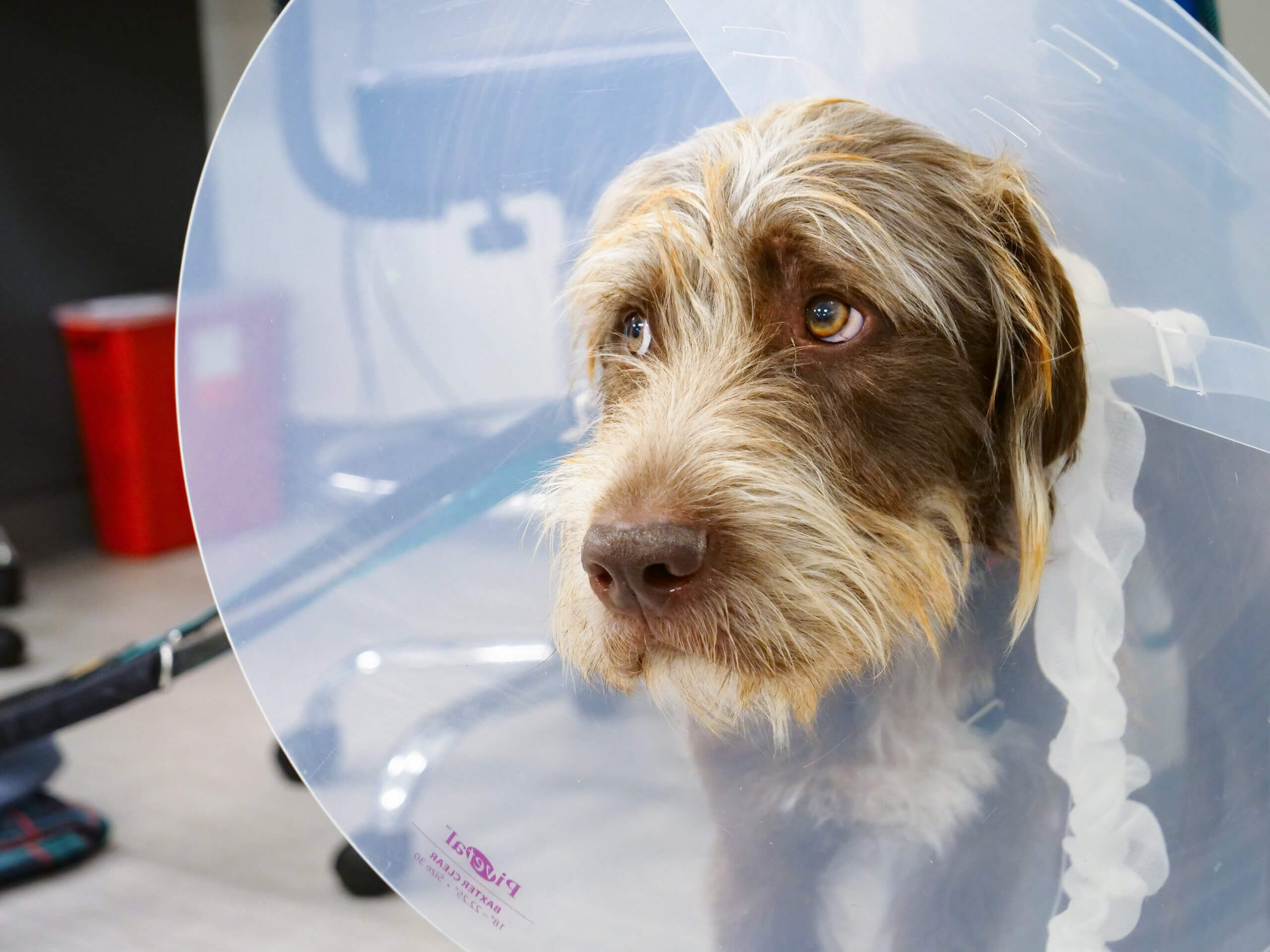 Ahwatukee Animal Care Hospital Urgent Care